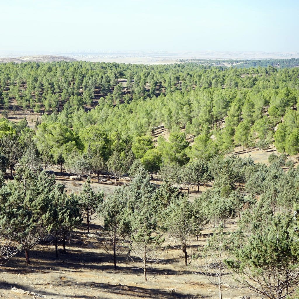 A Circle Of Five Trees - Trees For The Holy Land