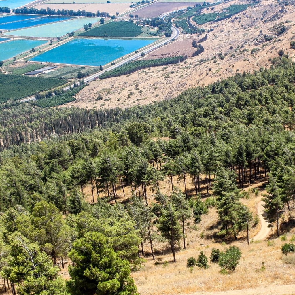 A Forest Of One Hundred Trees - Trees For The Holy Land
