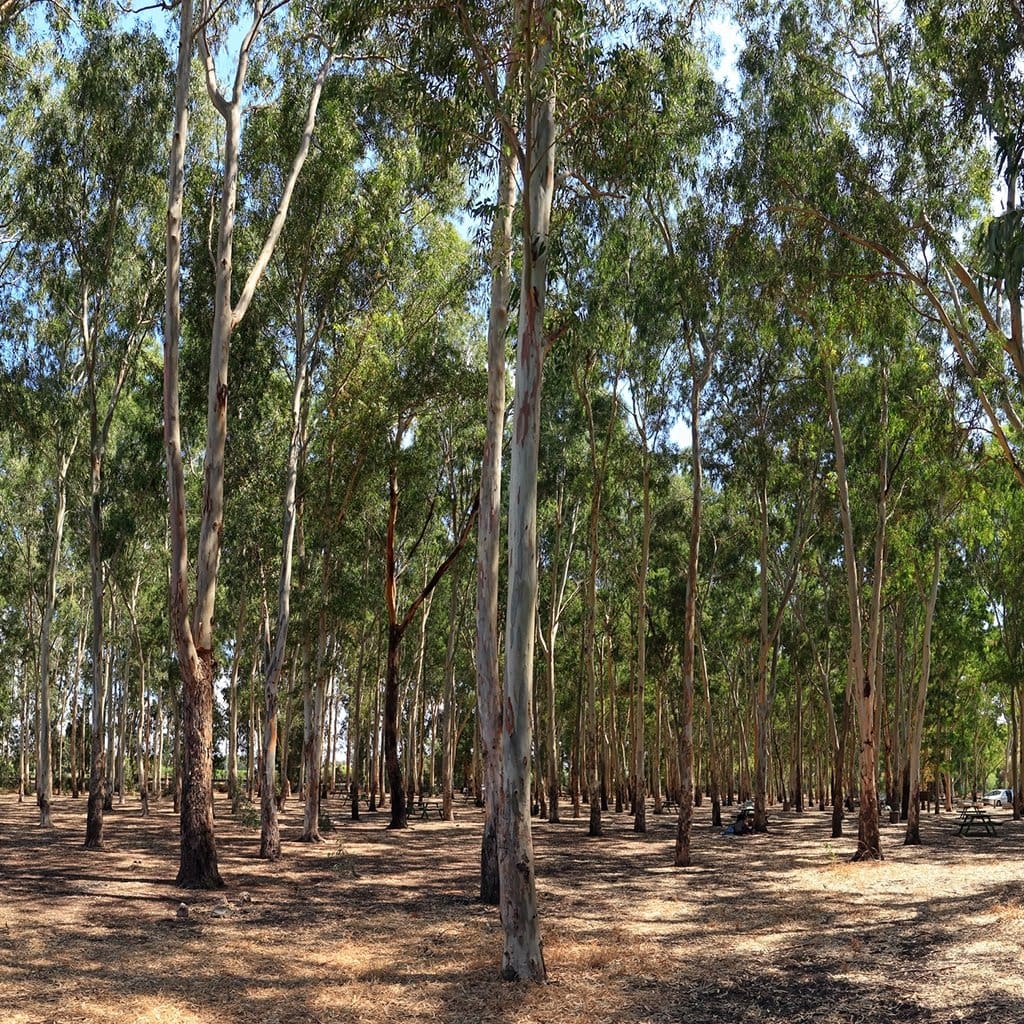 A Grove Of Twenty-Five Trees - Trees For The Holy Land
