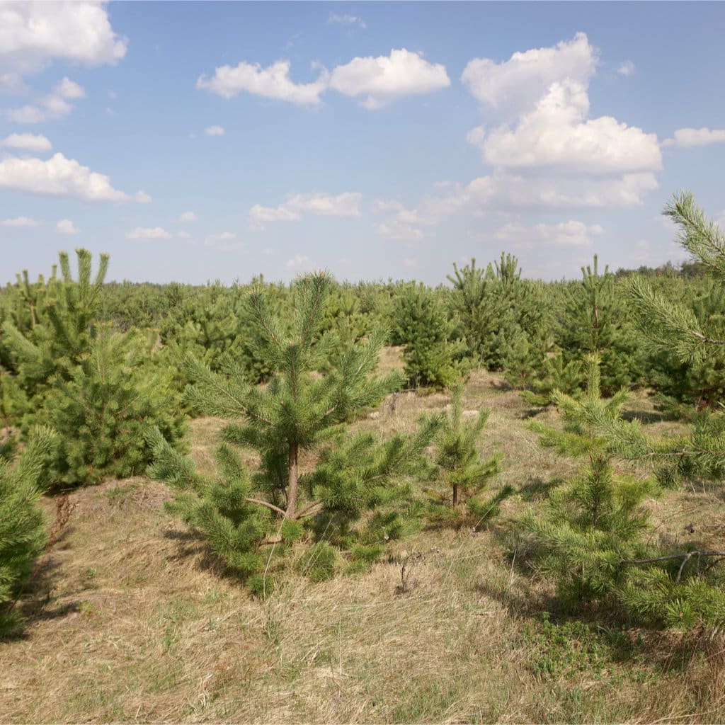 A Ring Of Three Trees - Trees For The Holy Land